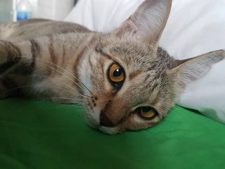 Sandy - Domestic Short Hair + Singapura Cat