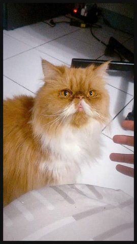 Tedora - Persian Cat