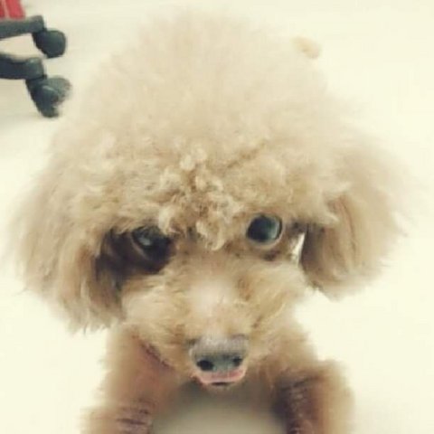 Lui Lui - Poodle Dog