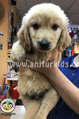 Quality Male Golden R2etriever Puppy  - Golden Retriever Dog