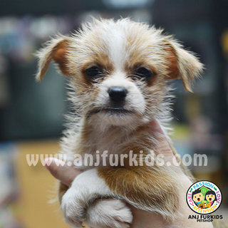 Adorable Female Shih Tz1u Mix Silky Terrier Pups - Shih Tzu + Silky Terrier Dog