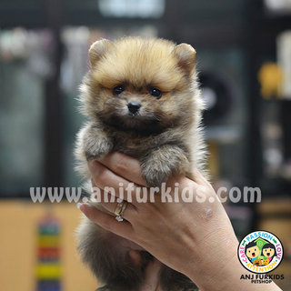 Adorable Tiny Fe1male Pomeranian Puppies - Pomeranian Dog