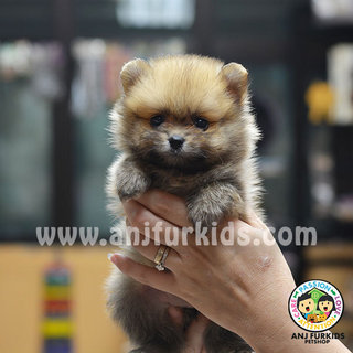 Adorable Tiny Fe1male Pomeranian Puppies - Pomeranian Dog