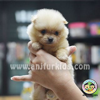 Adorable Tiny Fe1male Pomeranian Puppies - Pomeranian Dog