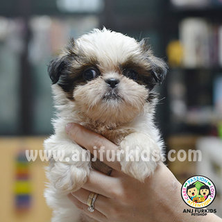 Quality Male1 Mini Shih Tzu Puppies - Shih Tzu Dog