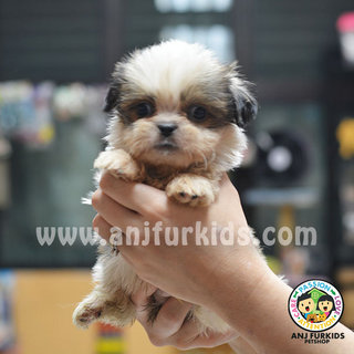 Quality Male1 Mini Shih Tzu Puppies - Shih Tzu Dog