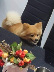 Doggie Rs11 - Pomeranian Dog