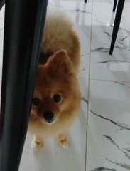 Doggie Rs11 - Pomeranian Dog