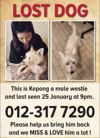 Kepong - Welsh Terrier Dog