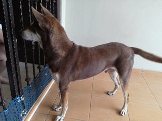 Kiko - Mixed Breed Dog