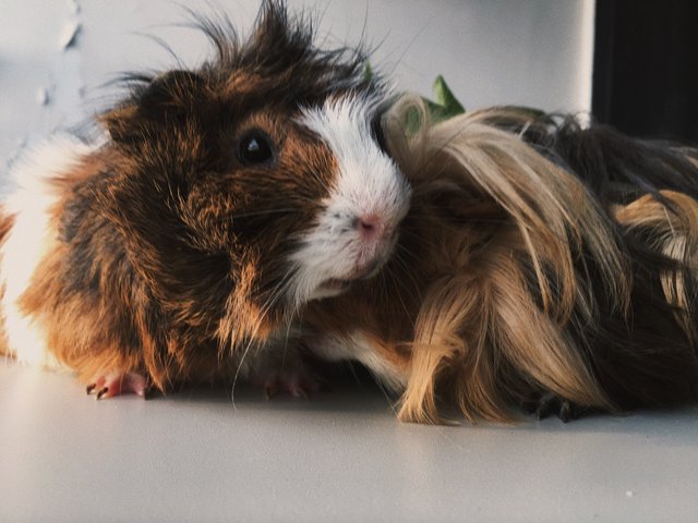 Bruno - Guinea Pig Small & Furry