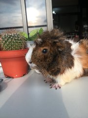 Bruno - Guinea Pig Small & Furry