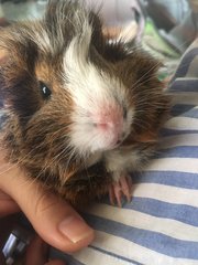 Bruno - Guinea Pig Small & Furry