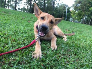 Maru - Mixed Breed Dog