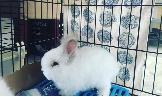 Dustball - Angora Rabbit + Lionhead Rabbit