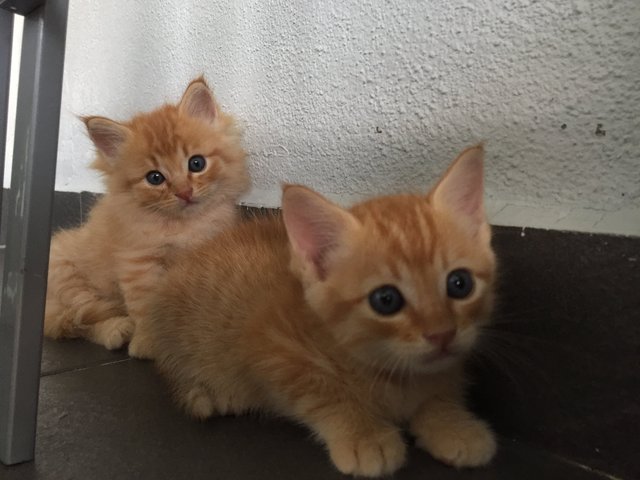 Pumpkin &amp; Munchkin - Domestic Short Hair Cat