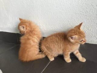 Pumpkin &amp; Munchkin - Domestic Short Hair Cat