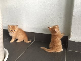 Pumpkin &amp; Munchkin - Domestic Short Hair Cat