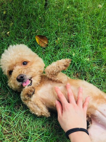 Cookie - Poodle Mix Dog