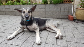 Trophy - Mixed Breed Dog