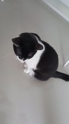 Sylvester - Domestic Medium Hair Cat