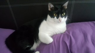 Sylvester - Domestic Medium Hair Cat