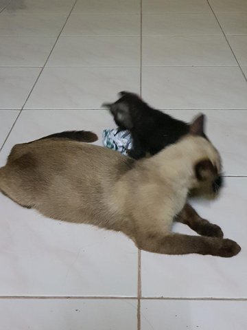 PF86742 - Siamese + Domestic Medium Hair Cat