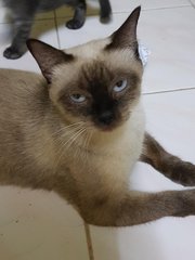 PF86742 - Siamese + Domestic Medium Hair Cat