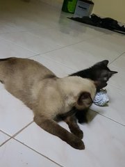 PF86742 - Siamese + Domestic Medium Hair Cat