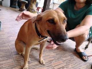 Dog For Adoption - Mixed Breed Dog