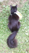 Lost Black And White Male Cat - Domestic Medium Hair Cat