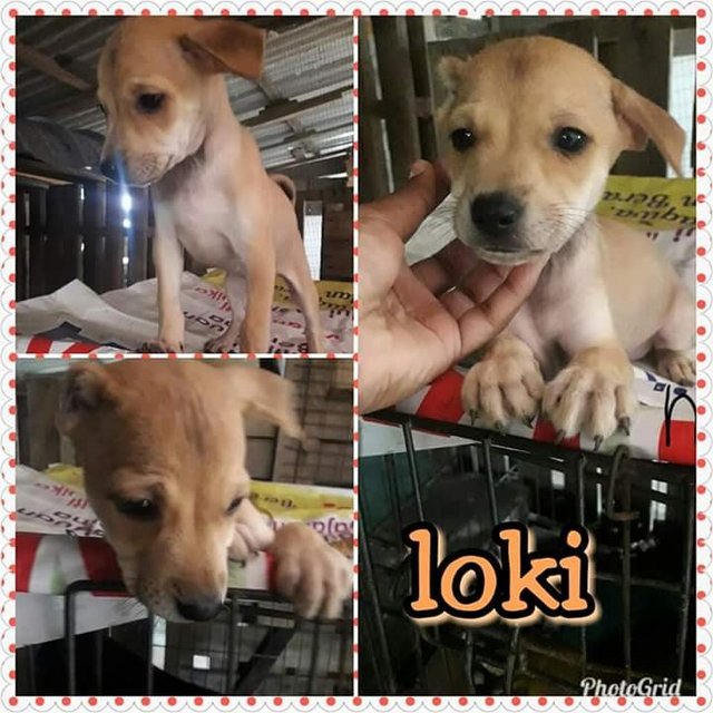 Loki - Mixed Breed Dog