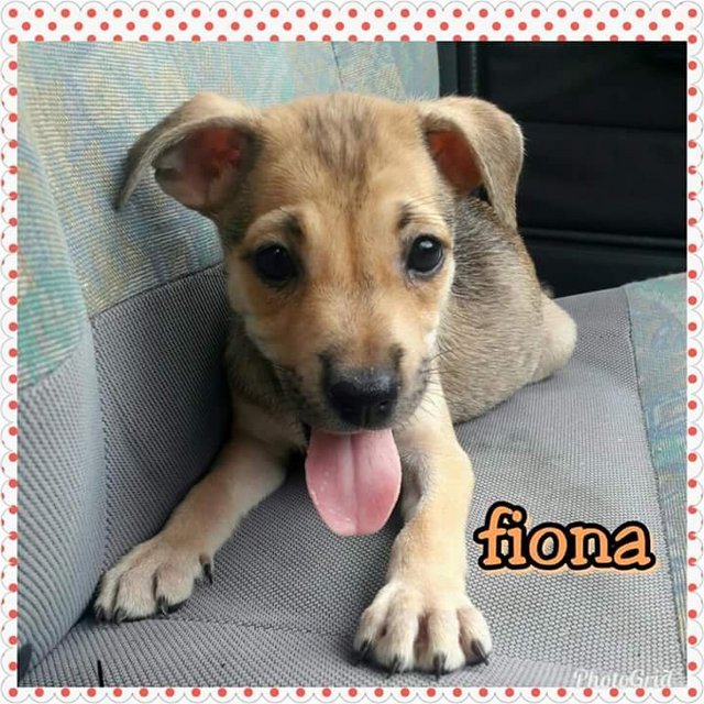 Ffiona - Mixed Breed Dog