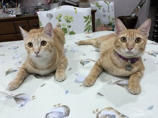 Nemo &amp; Tigger - Domestic Short Hair Cat