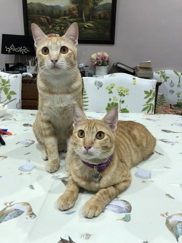 Nemo &amp; Tigger - Domestic Short Hair Cat