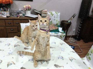 Nemo &amp; Tigger - Domestic Short Hair Cat