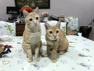 Nemo &amp; Tigger - Domestic Short Hair Cat