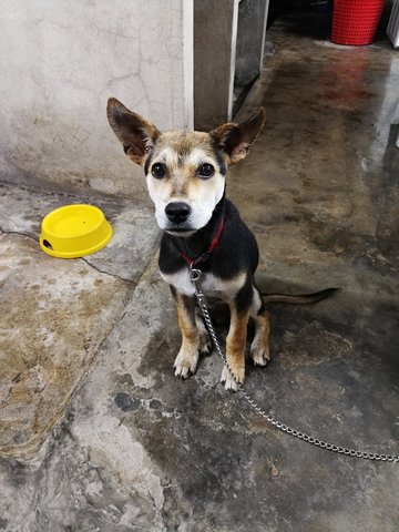 Xiao Hei - Mixed Breed Dog