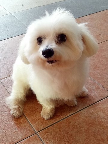 Siew Q - Maltese Dog