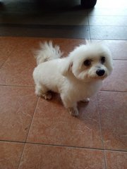 Siew Q - Maltese Dog