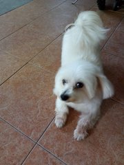 Siew Q - Maltese Dog