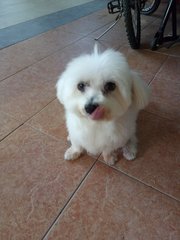 Siew Q - Maltese Dog