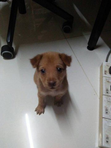 Pup - Mixed Breed Dog