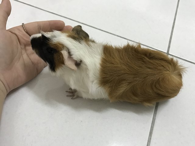 Velarraine &amp; Violetta - Guinea Pig Small & Furry