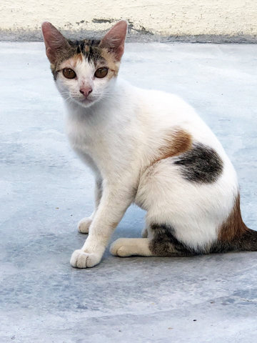 Flora, Bunga &amp; Hua - Calico Cat