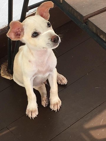 Milky - Mixed Breed Dog