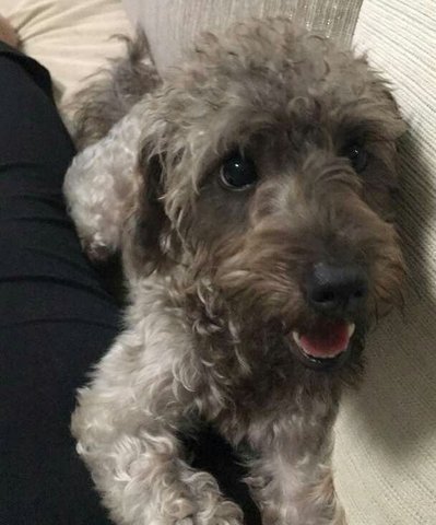 Spice - Poodle + Schnauzer Dog