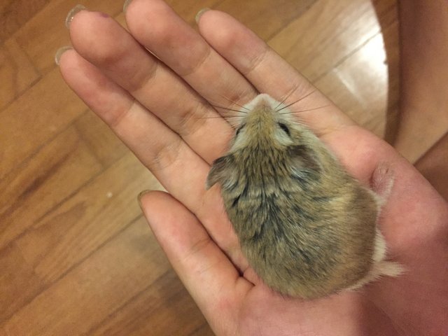 Buddy - Roborovsky's Hamster Hamster