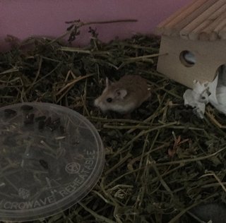 Buddy - Roborovsky's Hamster Hamster