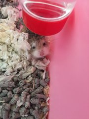 Buddy - Roborovsky's Hamster Hamster